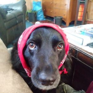 Meet your Posher, Negui